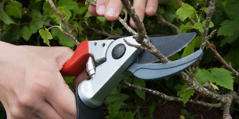 Agilidade ao cortar as árvores