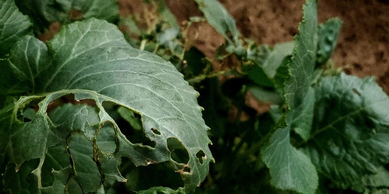 Eliminação de pragas na lavoura 